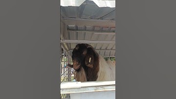 Codissia Agri Intex 2023 #shorts #tamil #coimbatore #trending #farming