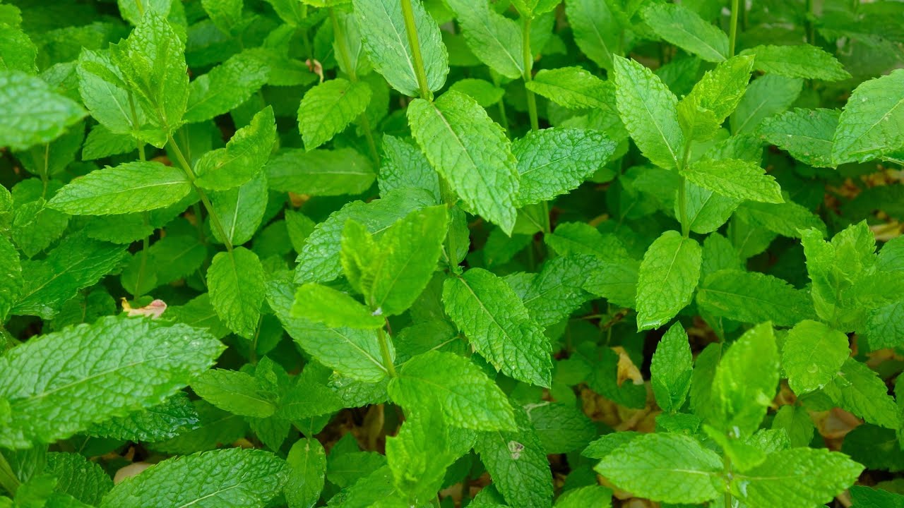 How to grow mint //pudina//गमले में ढेरों पुदीना लगाने का