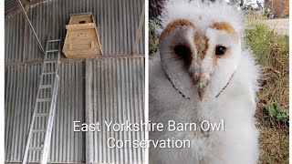 Barn Owl Conservation. A Brood Of Four Young.