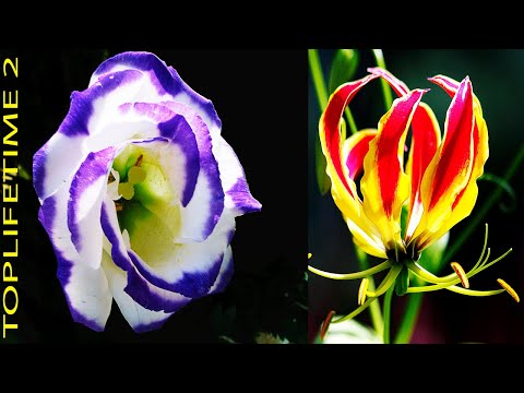 Video: Pienk tulp is 'n delikate en pragtige blom