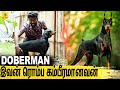 மோப்ப சக்தி இவனுக்கு பயங்கரமா இருக்கும்.. ! : All About Dogs EPISODE - 11 |  DOBERMAN