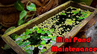 Fish Pond Design Ideas | Mini Pond Maintenance | How to Build a pond