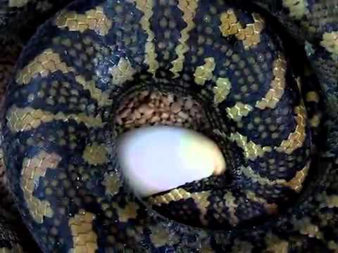 carpet python lays eggs part 3