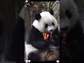 Panda carving hugs 🫂 #panda #trending #cute #viral