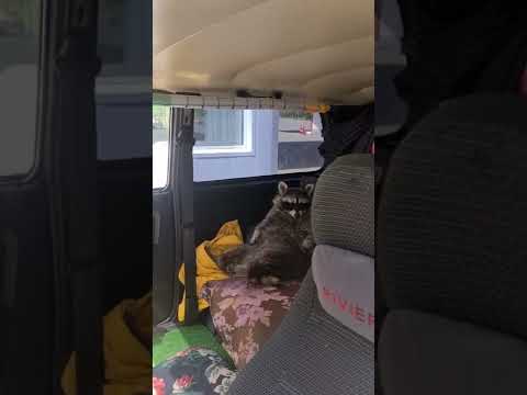енот балдеет в