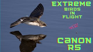 Canon R5 set up for Extreme Birds in Flight screenshot 4
