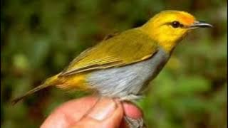 suara burung pleci walacea ll pleci kepala emas