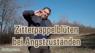 Zitterpappelblüten bei Angstzuständen