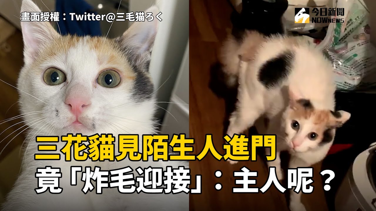 三花貓見陌生人進門 竟「炸毛迎接」:主人呢?