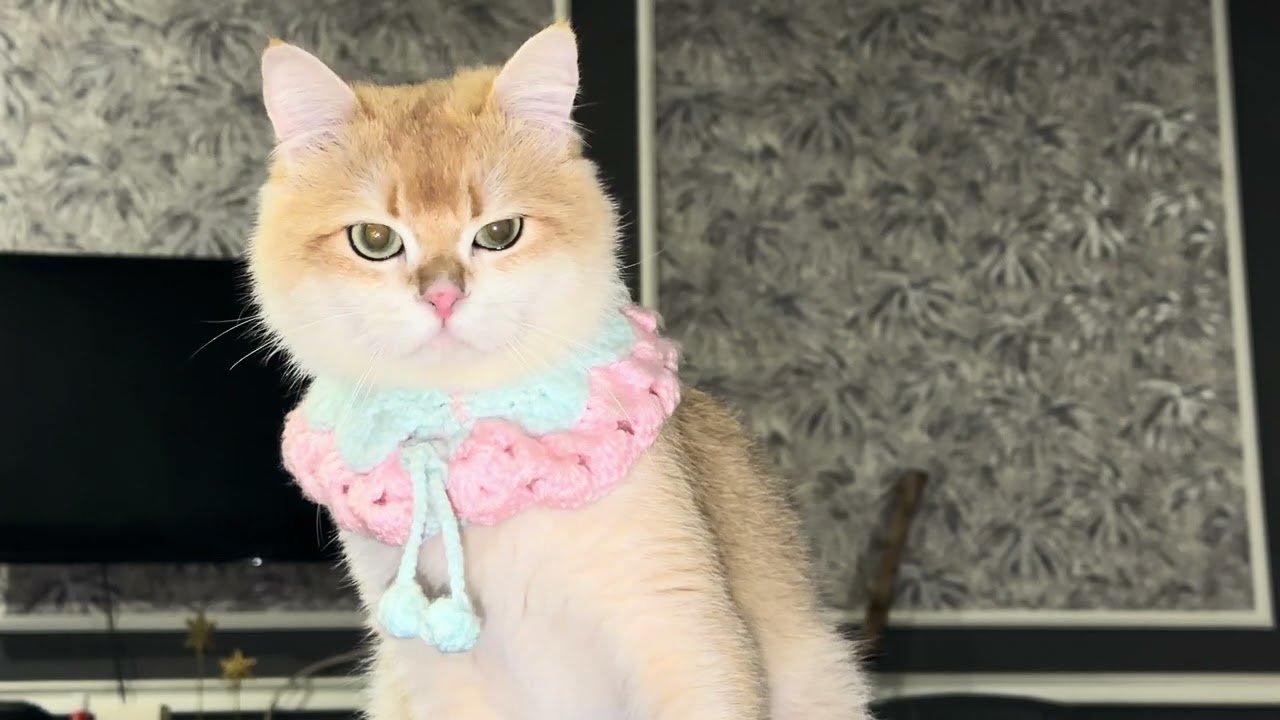 The Noble British Shorthair Wrapped in Gold, , Clothed in Yarn