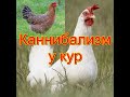 Две основные причины расклёва у кур