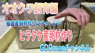 植菌産卵材作りにチャレンジ　オオクワ飼育編