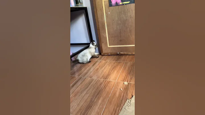 Watch the video about Our mischievous cat. (like her mommy)🤭 #jangjangdaily #siamese #mischievouscat #catplaytime