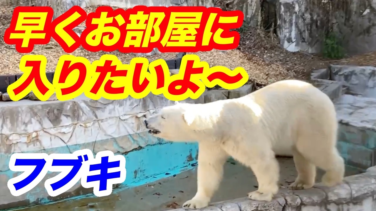I want to go inside now~💖 Polar bear ☆Fubuki☆ Higashiyama Zoo