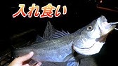夜にメタルジグで青物連発 ショアジギング Youtube 夜にメタルジグで青物連発 ショアジギング Youtube