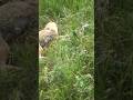 Hunting Coyotes PET PROTECTION #coyotehunting #predatorhunting #coyote