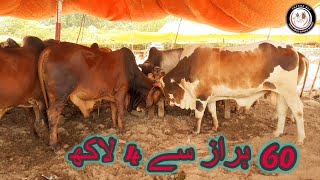 Cow Mandi 2021 Faisalabad | Bakra Eid Latest Price Update | Niyamunwala byPass Faisalabad Mandi