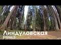 Линдуловская роща | Интересные места Ленинградской области