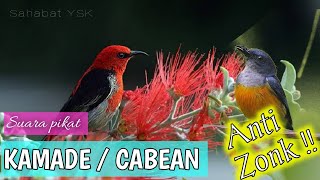 Mp3 Suara pikat burung kamade | Talokan | Cabean paling ampuhh