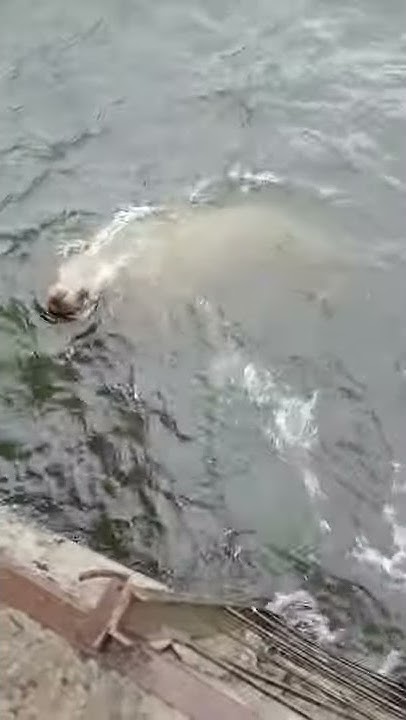 это Сивуч а не морской котик👌😱 - YouTube