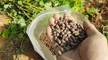 Giới Thiệu Hạt Giống Cỏ Lạc Dại ( Cỏ Đậu Phỗng)