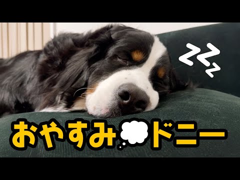 おやすみドニー💭 のんびりやさんが寝るまでの様子【1歳6ヶ月】