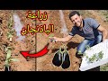 شاهد طريقة زراعة الباذنجان في المنزل د ز خ 5