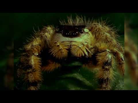 Nature's Perfect Predators: Spiders