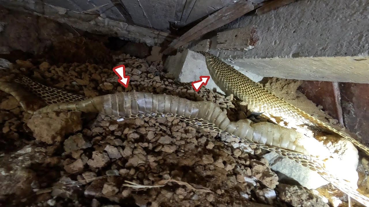 Cặp Hổ Mang Nằm Dưới Nền Nhà Ngay Chỗ 2 Ông Bà Thường Nằm Ngủ Nó Để Lại 2 Lớp Da Nặng Hơn 4 Kg /MTSB