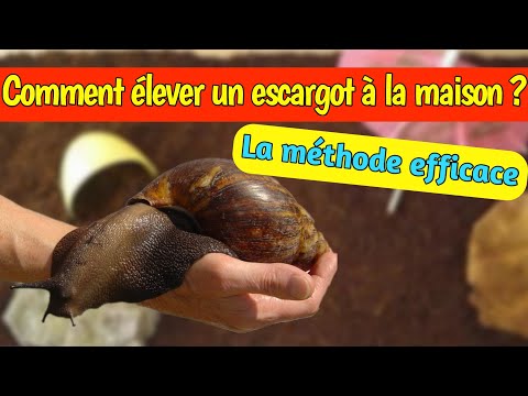 Vidéo: 3 façons d'élever des escargots