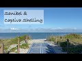 How to find shells. Captiva & Sanibel Island shelling.