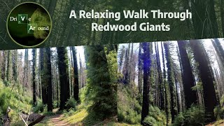 A Relaxing Walk Through Redwood Giants | 4K