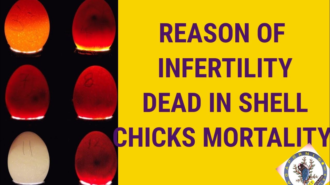 reason of infertility, dead in shell and chicks mortality and there ...