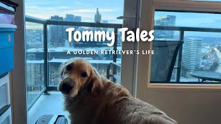 Tommy Tales: Bird Alert