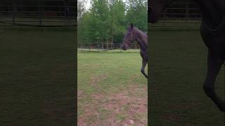 Lunging Triton #horse #equestrian #shorts #viral #fyp #training #horsetraining #lunging
