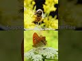 Showing love to our #pollinators