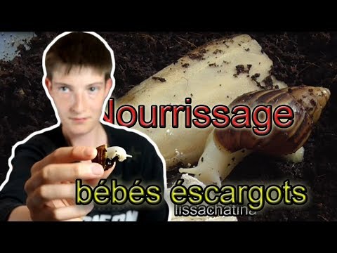 Vidéo: Comment Bien Nourrir Les Escargots Achatina