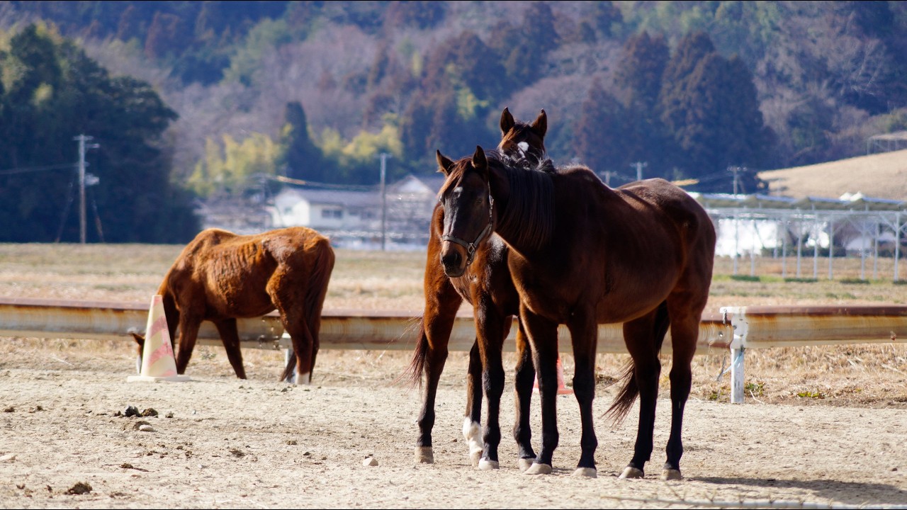 坂本ふれあい牧場　日常風景１３