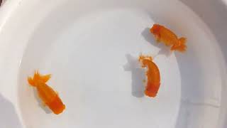 DSCF0239