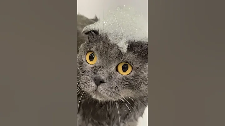 Video 10728791: scottishfold cat funnycats, cat scottishfold funny cute, cute kitty