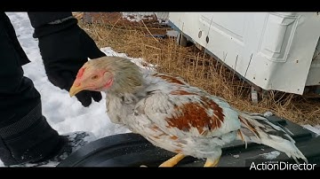 Tundra inbreed stags