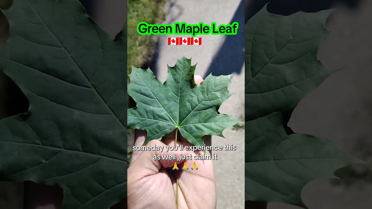 Canada Green Maple Leaf 