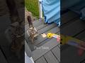 Cat 🐈 caught the bunny🐰but the story didn't end there #catcop #cartoon #catshorts #catvideo
