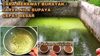 CARA MERAWAT BURAYAK / LARVA NILA SUPAYA CEPAT BESAR - IRIT PAKAN - HEMAT BIAYA