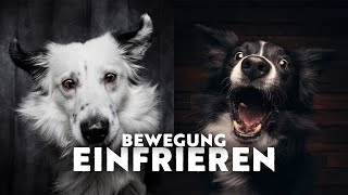 Hunde Im Studio - So Frierst Du Bewegung Mit Blitz Ein
