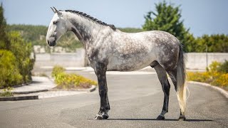 Horse For Sale The Perfect All - Rounder: Fun, Versatile & Reliable (Ref