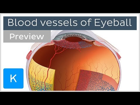 Video: Vad är retinal vaskulatur?