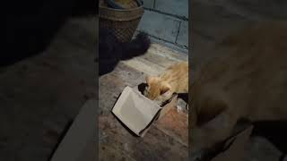 cat# meong # lagi # pada# makan# siang # gans