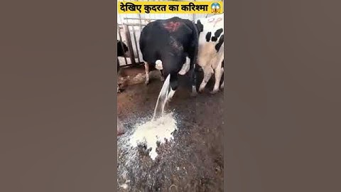 gay ke tang se nikla dudh😱 || Cow || Milk || #indian  #shorts