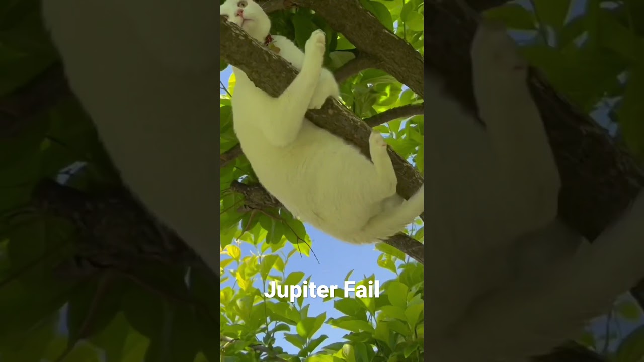 Fat cat falls from tree 